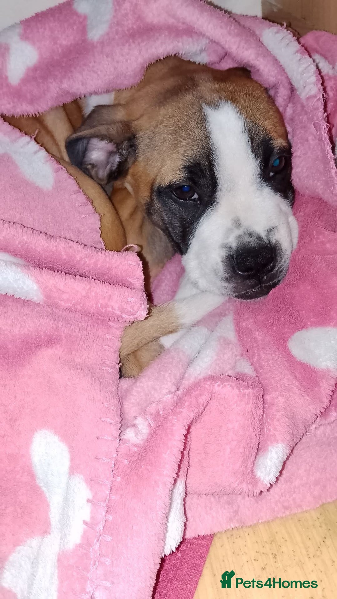 Mixed Breed dogs for sale: Staffy cross boxer bitch - Image 4