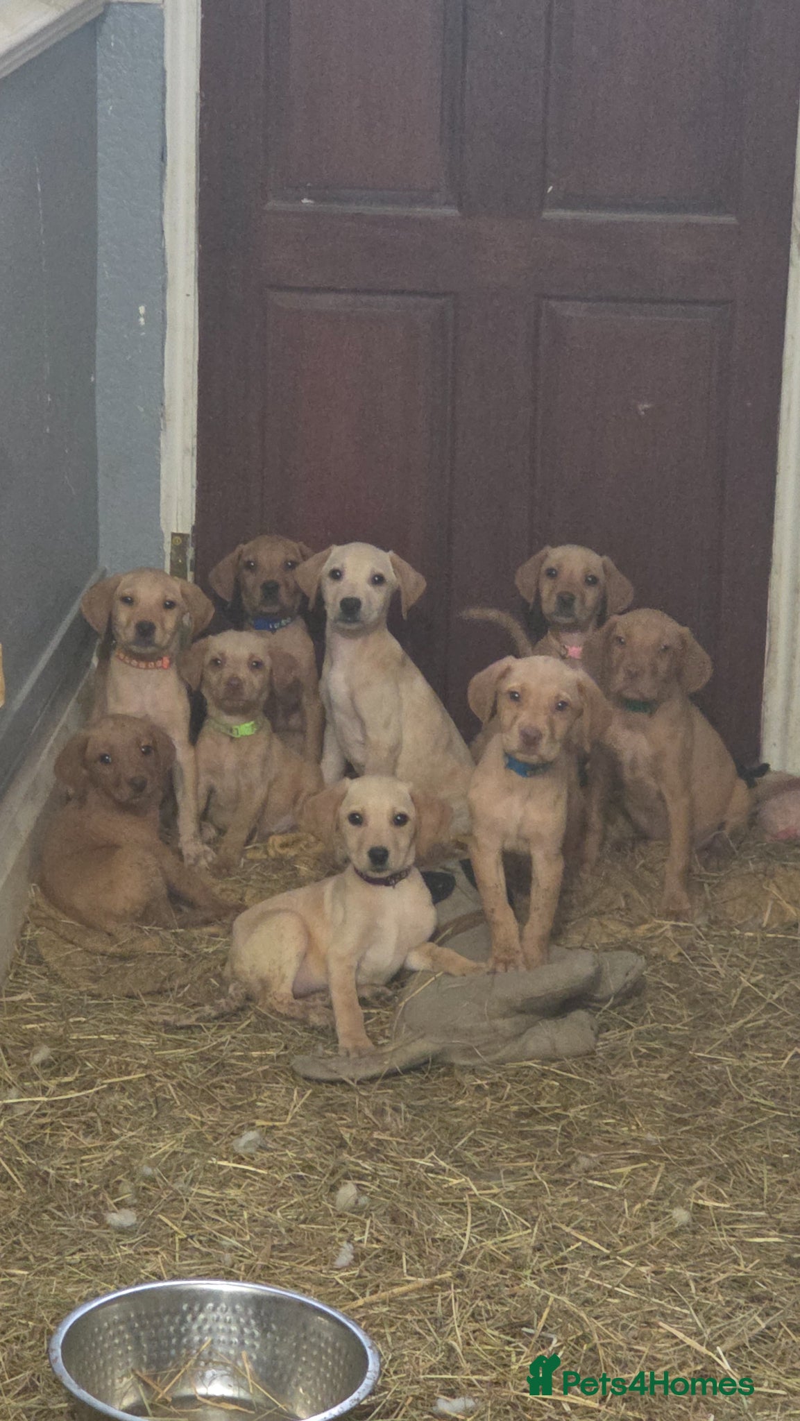 Labrador Retriever dogs Ready now! Stunning labrador pups  - Advert 9
