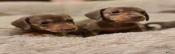 Miniature Dachshund dogs for sale: 3 girls Left Miniature Dachshund chocolate & tan - Advert 1