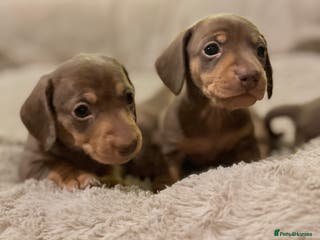 Miniature Dachshund dogs 2 girls Left Miniature Dachshund chocolate & tan - Advert 17