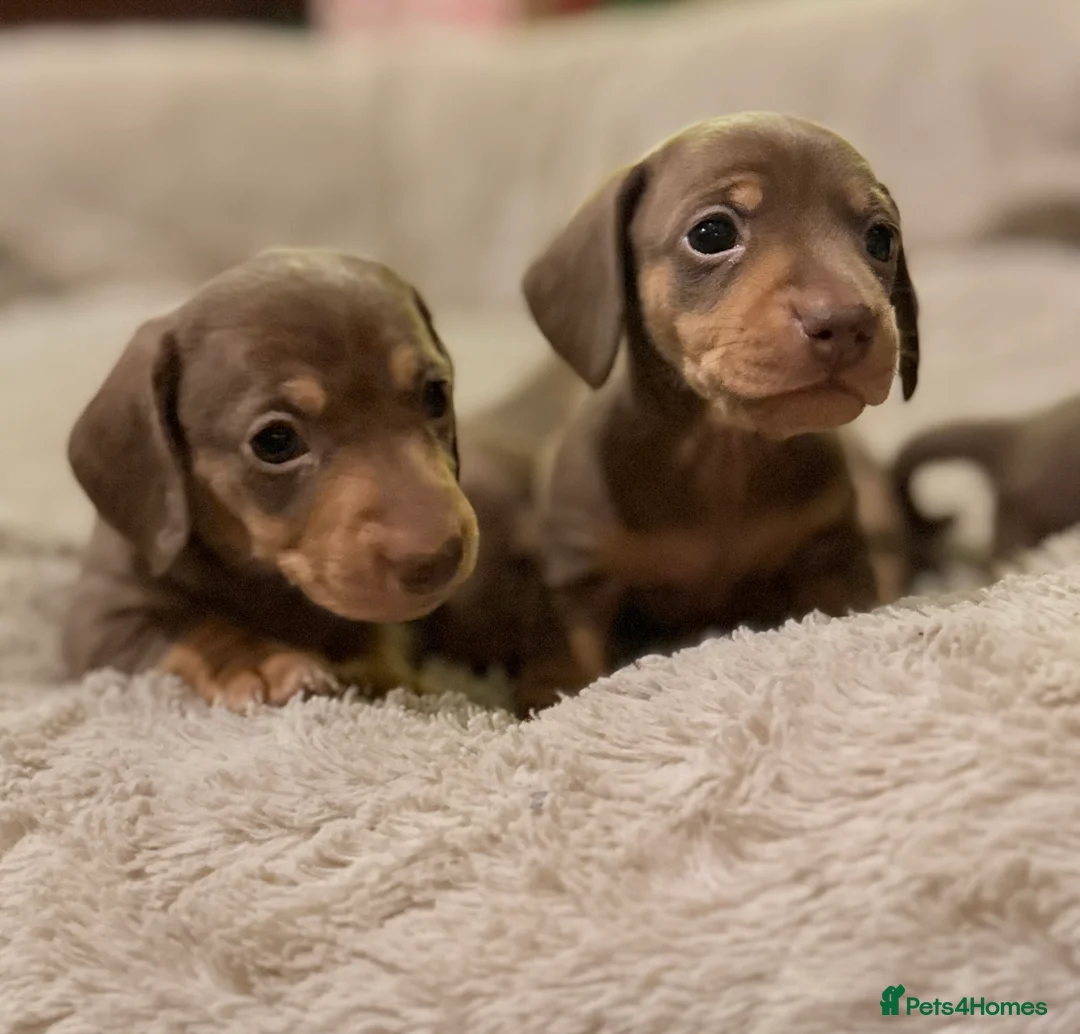 Miniature Dachshund dogs for sale: 2 girls Left Miniature Dachshund chocolate & tan - Advert 1