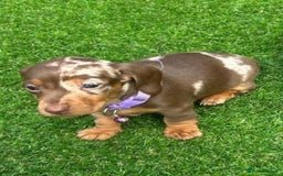 Miniature Dachshund dogs for sale: ADORABLE MINIATURE DACHSHUND PUPPIES  - Image 4