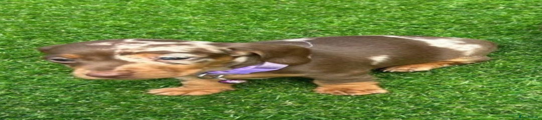 Miniature Dachshund Puppy 4