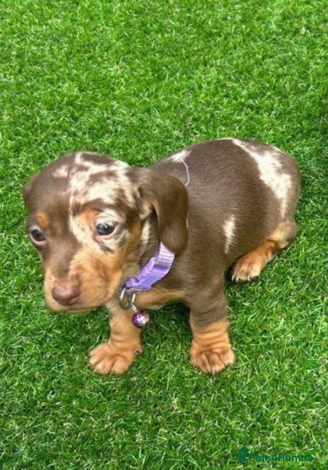 Miniature Dachshund dogs for sale: ADORABLE MINIATURE DACHSHUND PUPPIES  - Image 4