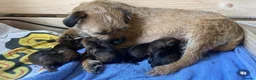 Border Terrier dogs for sale: Border Terrier Puppies - Advert 9