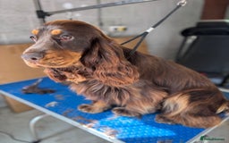 Cocker Spaniel dogs for stud: Meet Aero - Image 4