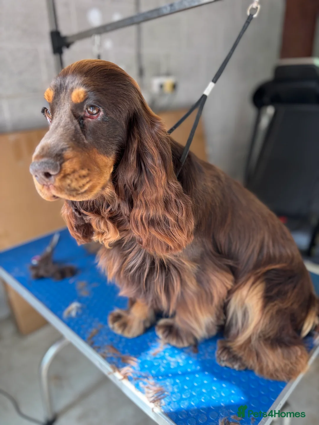 Cocker Spaniel dogs for stud: Meet Aero - Advert 4