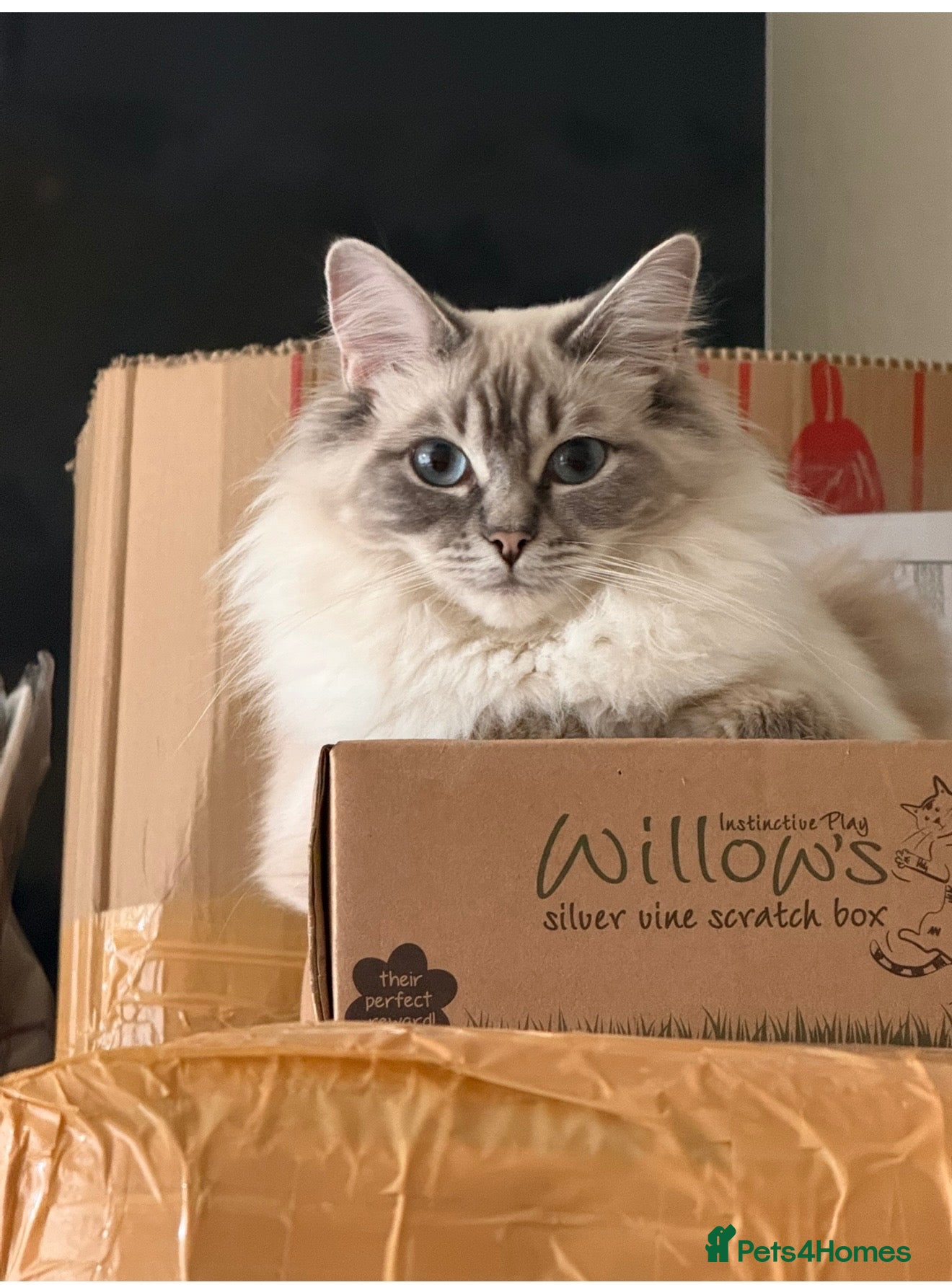 Ragdoll cats Female Ragdoll for rehoming  - Advert 3