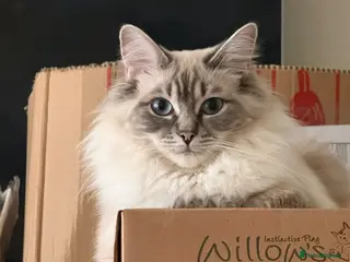 Ragdoll cats Female Ragdoll for rehoming - Advert 3