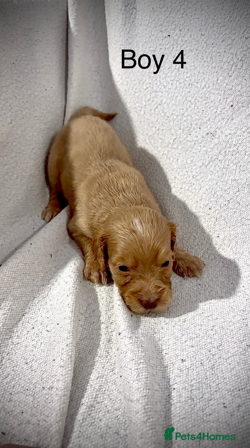 Cockapoo dogs F1B cockerpoo’s ready to leave 22nd January  - Advert 1