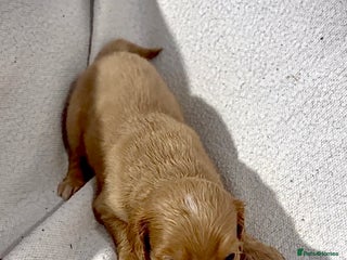 Cockapoo dogs F1B cockerpoo’s ready to leave 22nd January - Advert 1