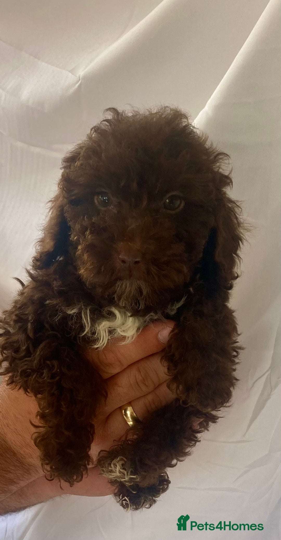 Cockapoo dogs for sale: Cockapoo - Image 10