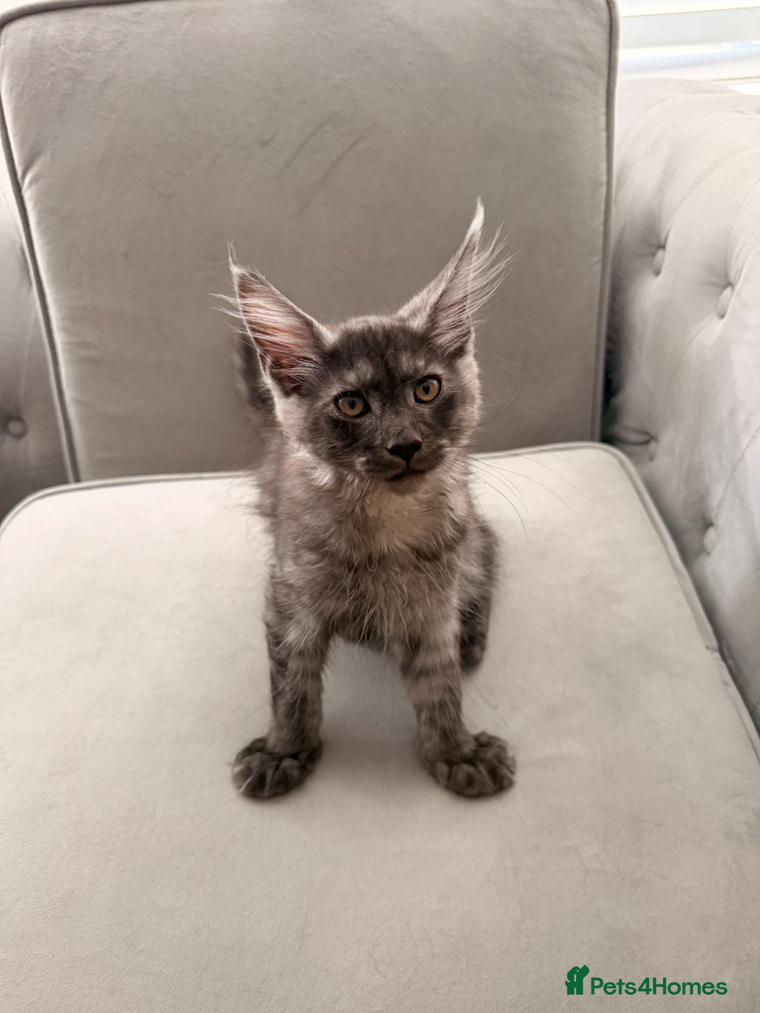 Maine Coon cats GCCF Maine Coon Kittens – 3 Boys, 1 Girl (41) - Advert 2