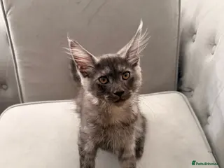 Maine Coon cats GCCF Maine Coon Kittens – 2 Boys, 1 Girl (41) - Advert 5