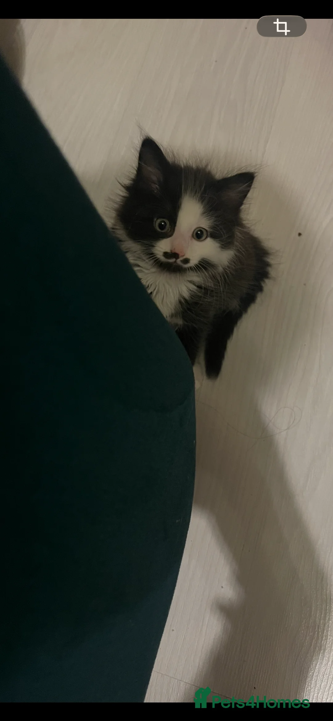 Mixed Breed cats for sale: Mr Moustache 🥸🥰beautiful long haired boy ❤️ - Advert 7