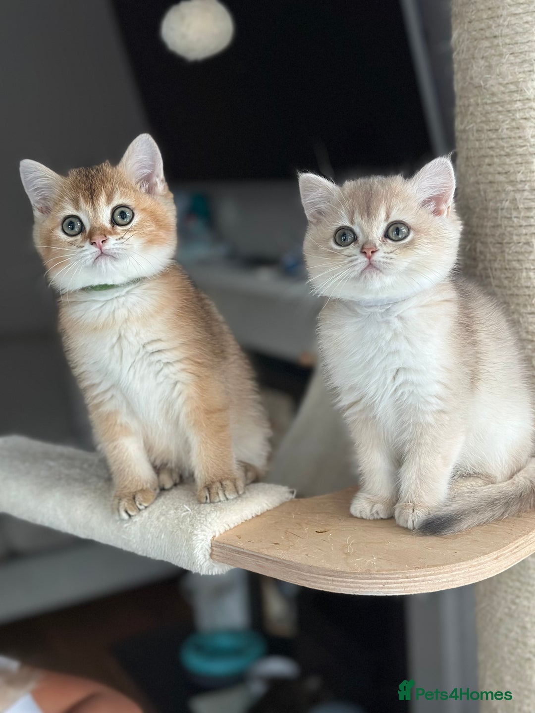 British Shorthair cats for sale: ‼️READY NOW‼️ 2 kittens left  - Advert 27