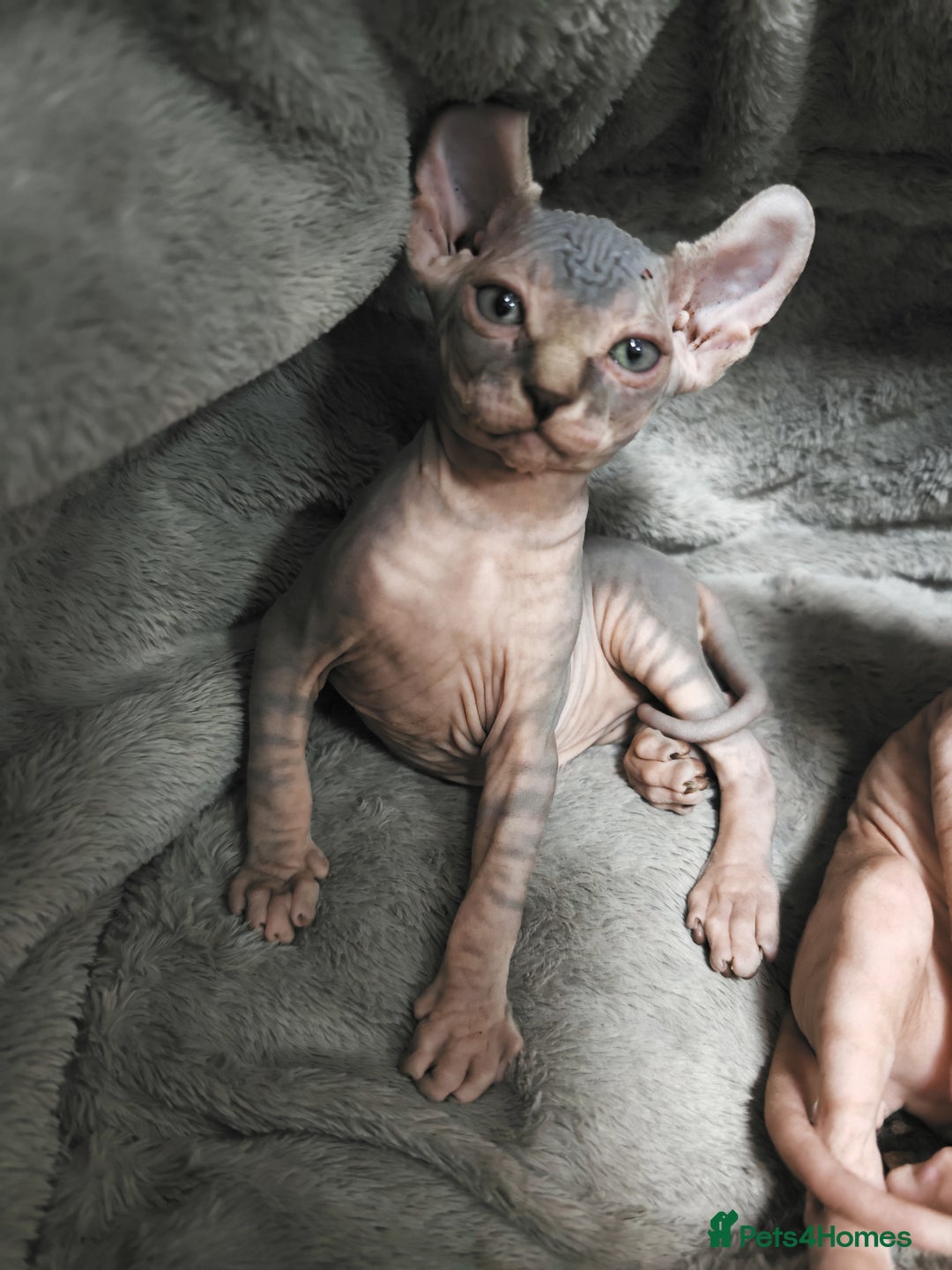 Sphynx cats for sale: Unique Elf, Sphynx & Dwelf Babies - Advert 14