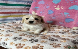 Cavachon dogs for sale: Beautiful Litter of Cavachon Puppies - Image 4