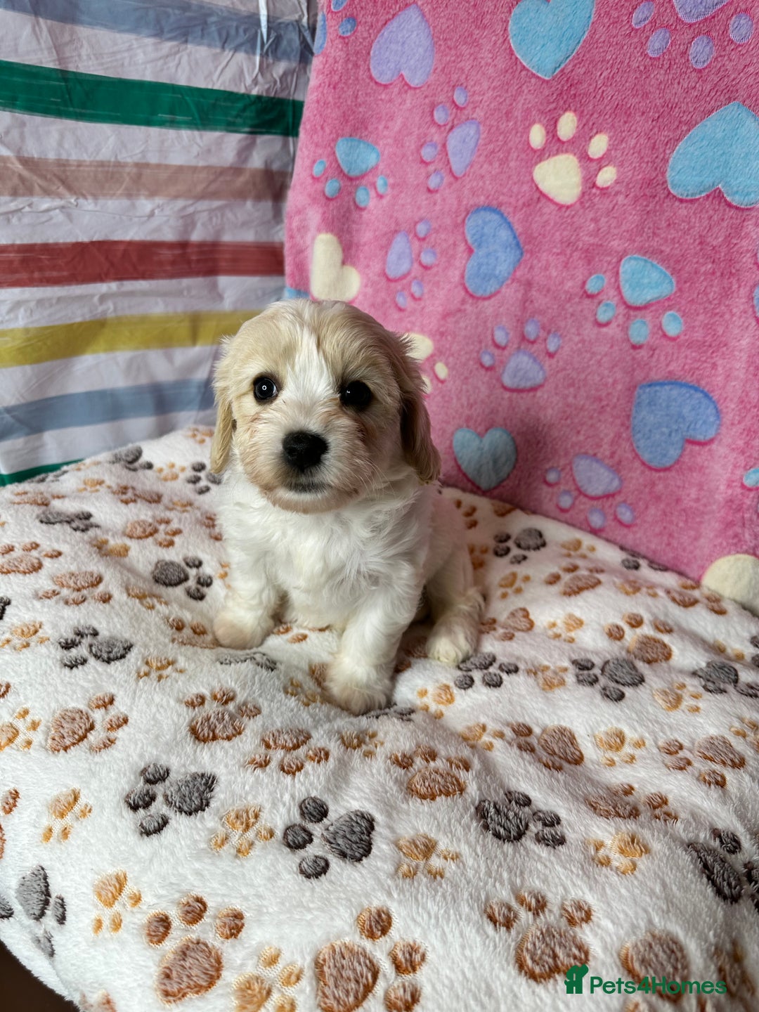 Cavachon dogs for sale: Beautiful Litter of Cavachon Puppies - Image 4