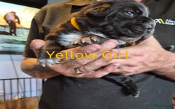 Mixed Breed dogs for sale: Beautiful Chow-Pei Puppies - Image 6