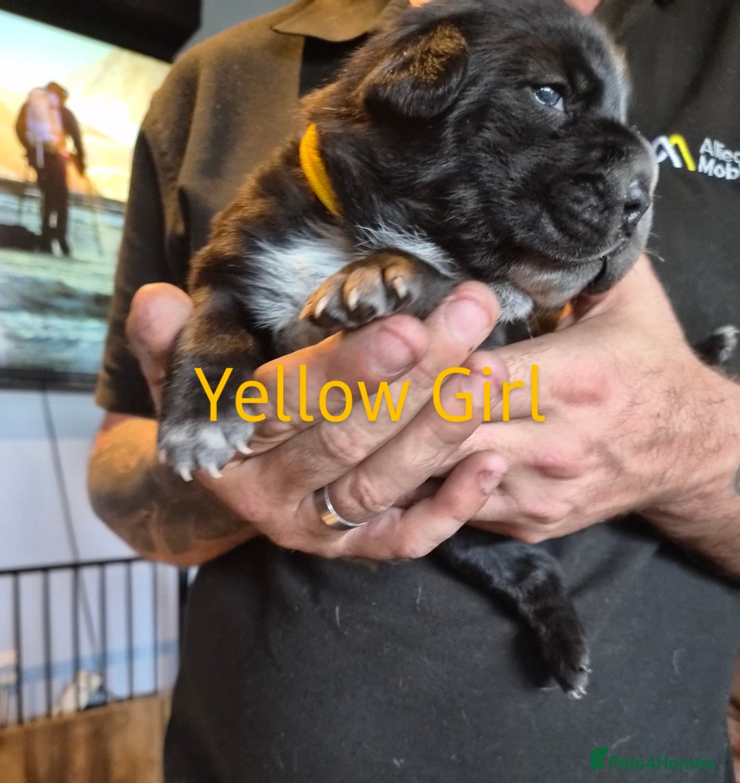 Mixed Breed dogs for sale: Beautiful Chow-Pei Puppies - Image 6