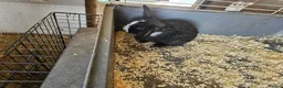 Mini Lop rabbits for sale: 🐰 Mini Lop Rabbits for Sale 🐰 - Advert 4