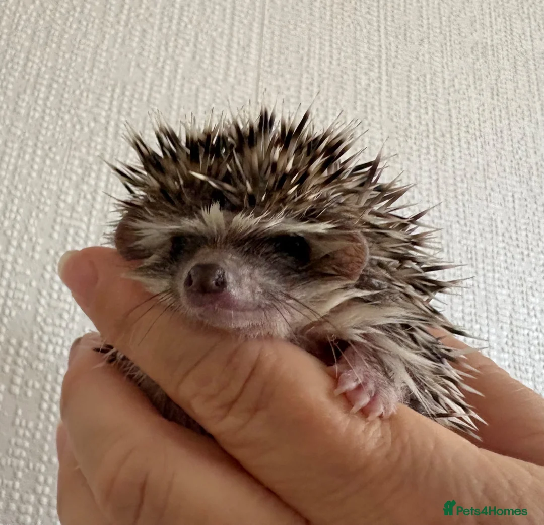 Pygmy Hedgehog rodents for sale: Baby Pygmy hedgehogs for sale  - Advert 4