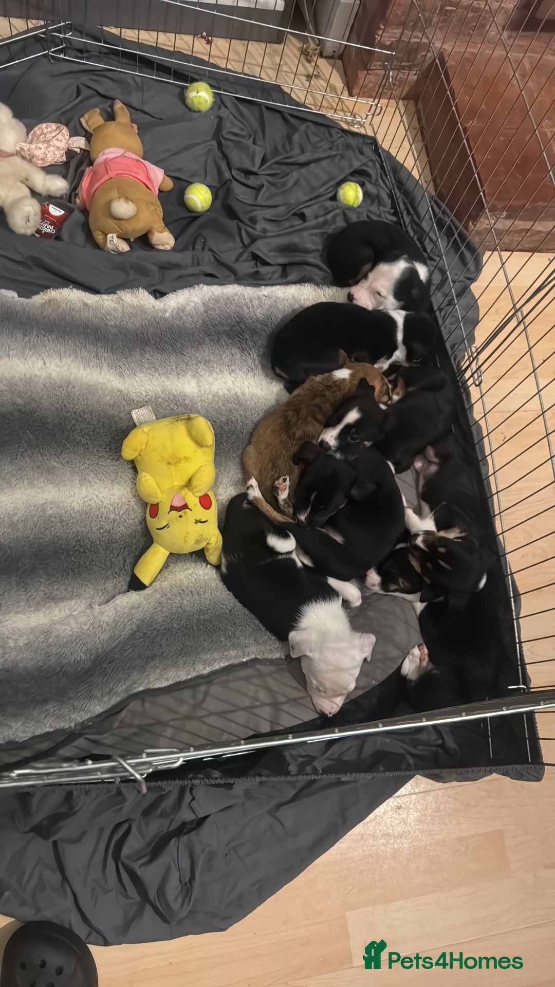 Mixed Breed dogs for sale: Pups for sale  - Advert 12