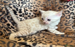 Bengal cats for sale: Outstanding Bengal kittens European Champion sire! - Image 2
