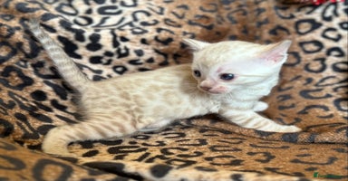 Bengal cats - Advert 8