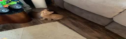 Mixed Breed cats for sale: 3 adorable domestic kittens - Advert 5
