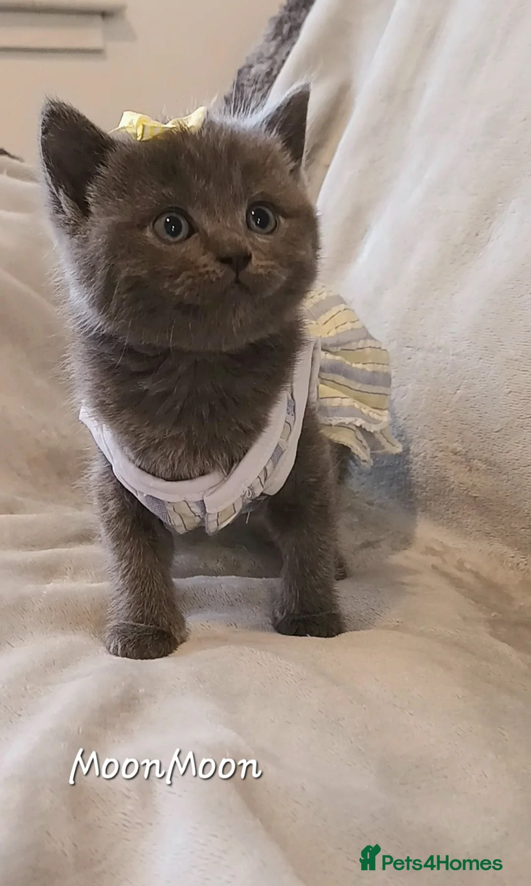 British Shorthair cats for sale: British shorthair babies  - Advert 2