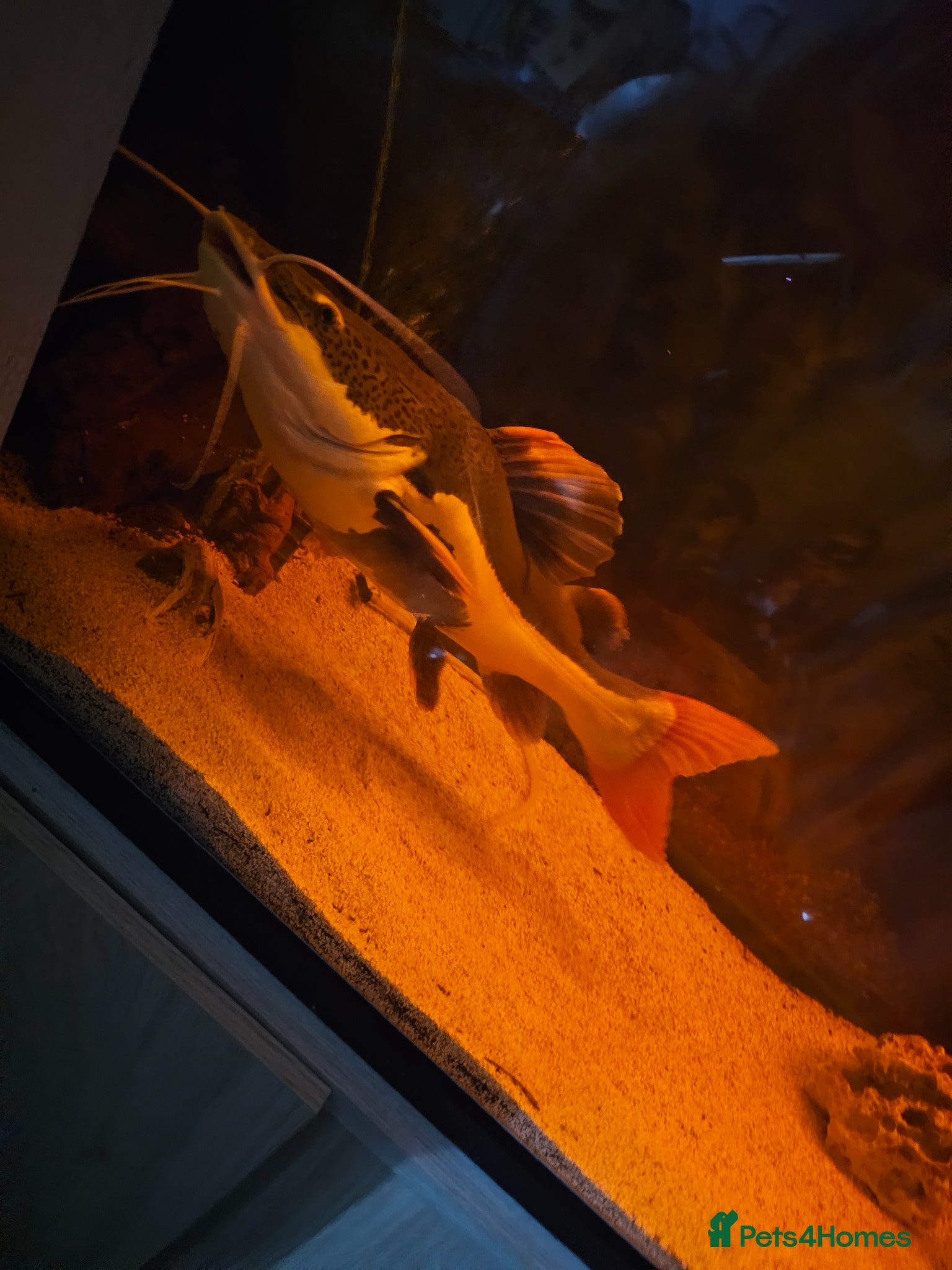 Catfish fish for sale: Red catfishfish - Advert 3