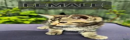Domestic Shorthair cats for sale: 3 lovely and playful kittens  - Advert 3