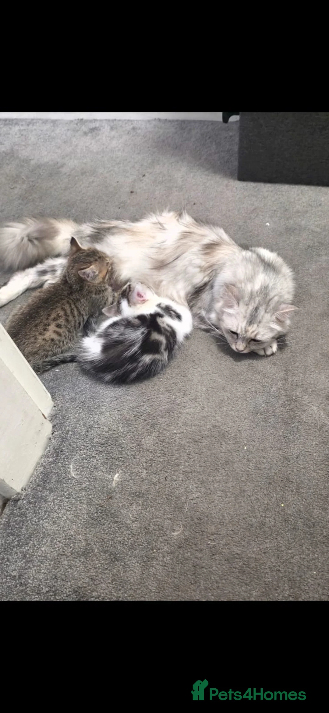 Mixed Breed cats for sale: Beautiful Kittens Looking for Loving Homes - Advert 2