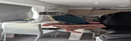 Conures birds for sale: Green cheeked Conure - Advert 3
