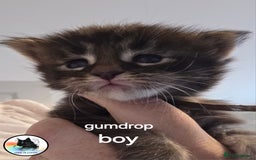 Maine Coon cats for sale: Maine coon kittens - Image 2