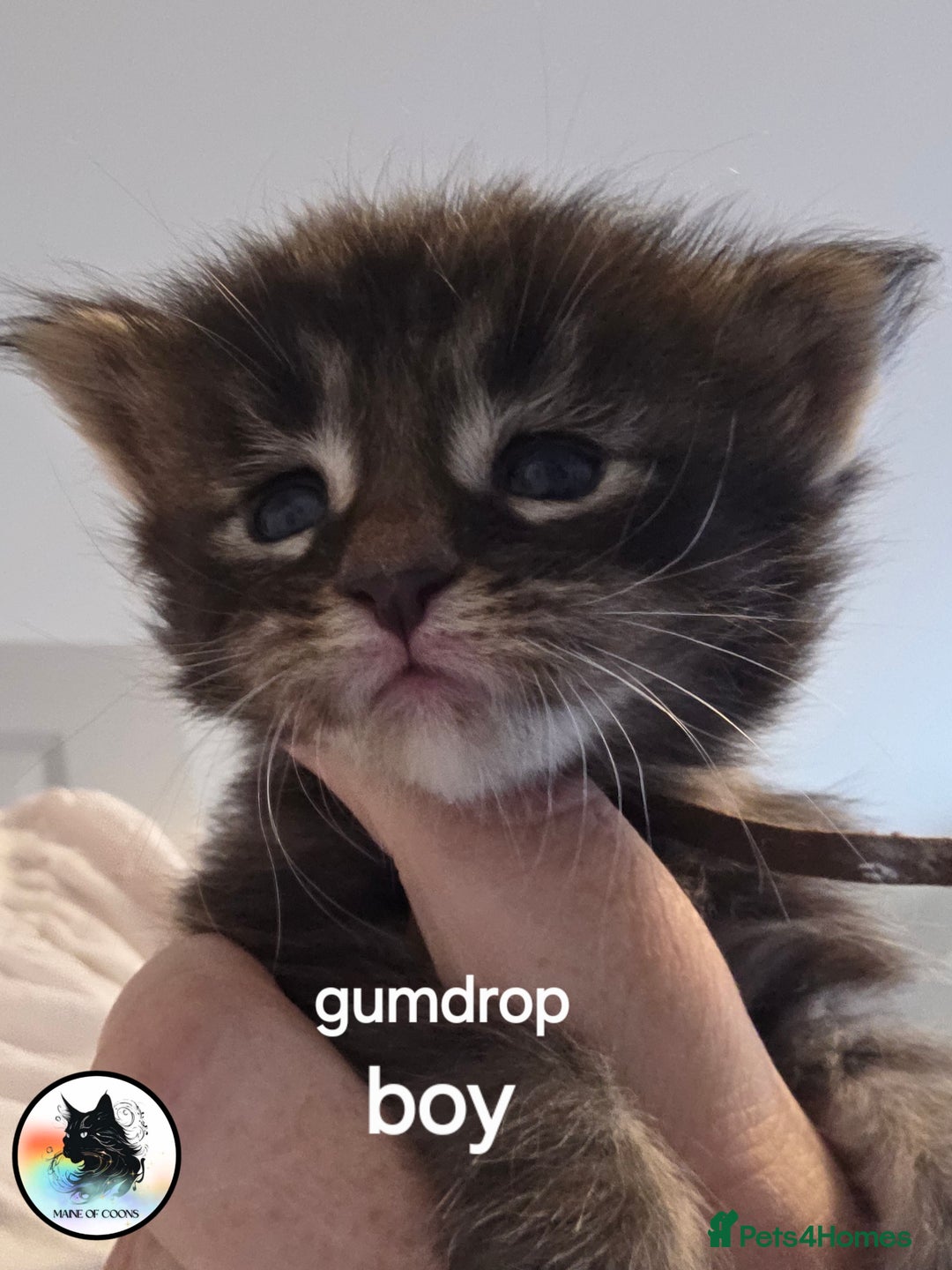 Maine Coon cats for sale: Maine coon kittens - Image 2