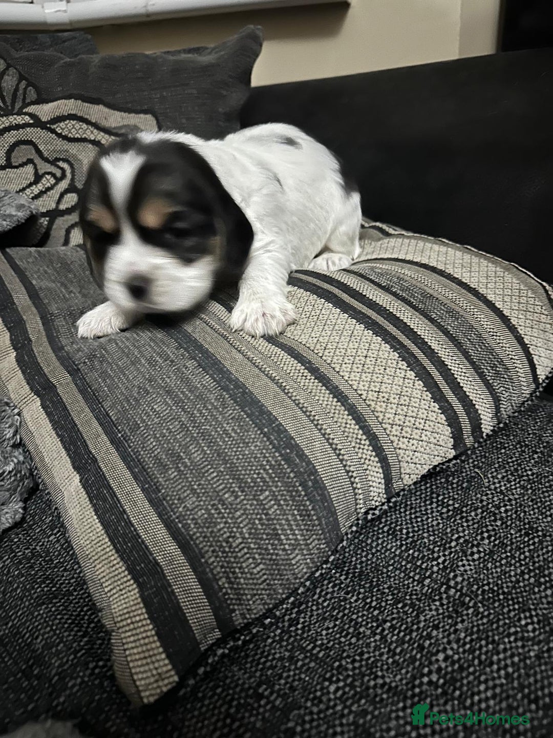 Mixed Breed dogs for sale: Bocker puppies - Advert 4