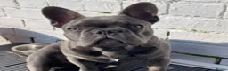 French Bulldog dogs for stud: For stud..we just want 1 off litter that’s it  in Derby - Advert 7