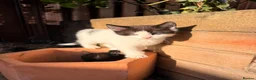 Mixed Breed cats for sale: 6 lovely kittens ready for their new homes - Advert 12