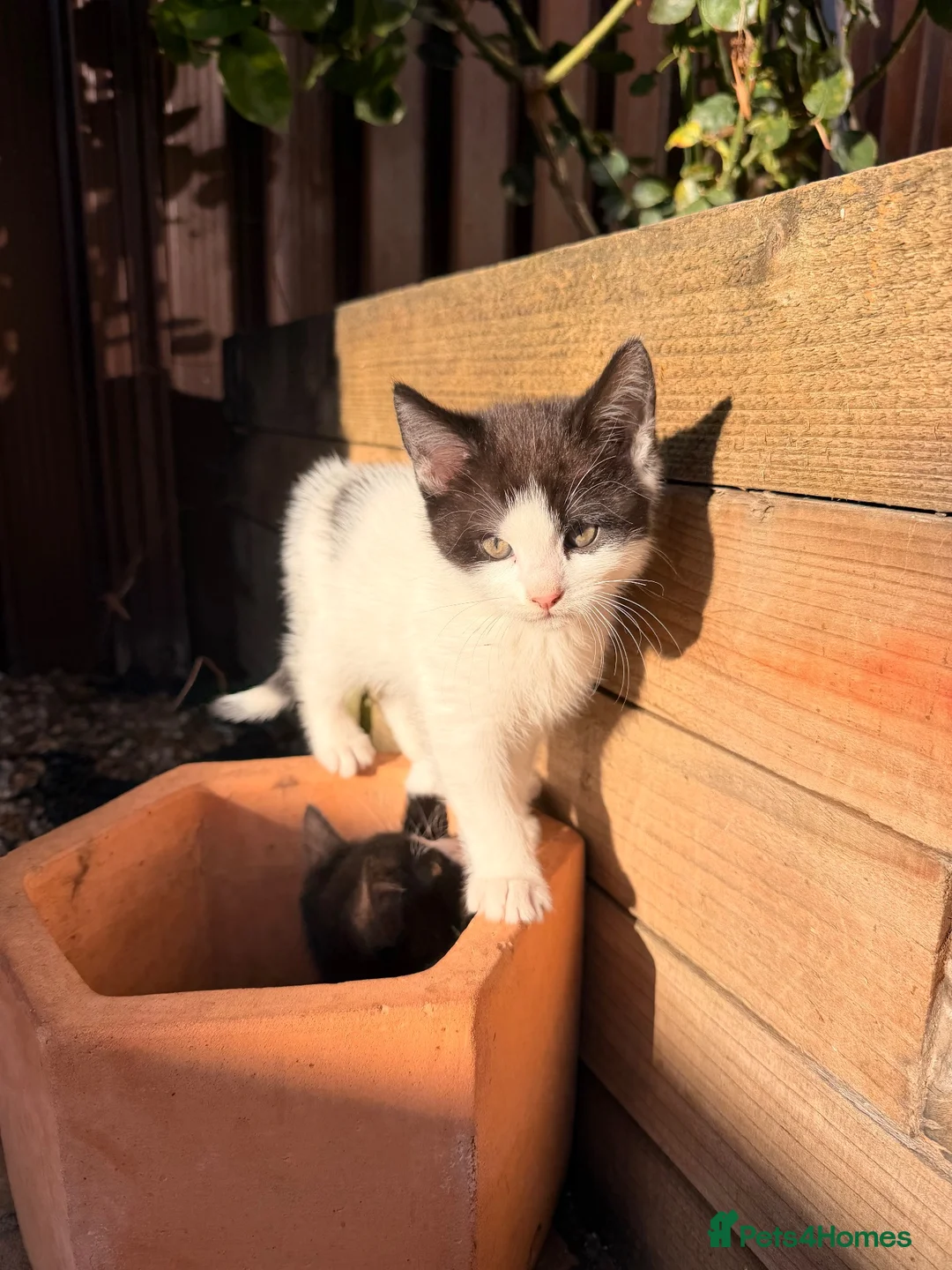 Mixed Breed cats for sale: 6 lovely kittens ready for their new homes - Advert 12