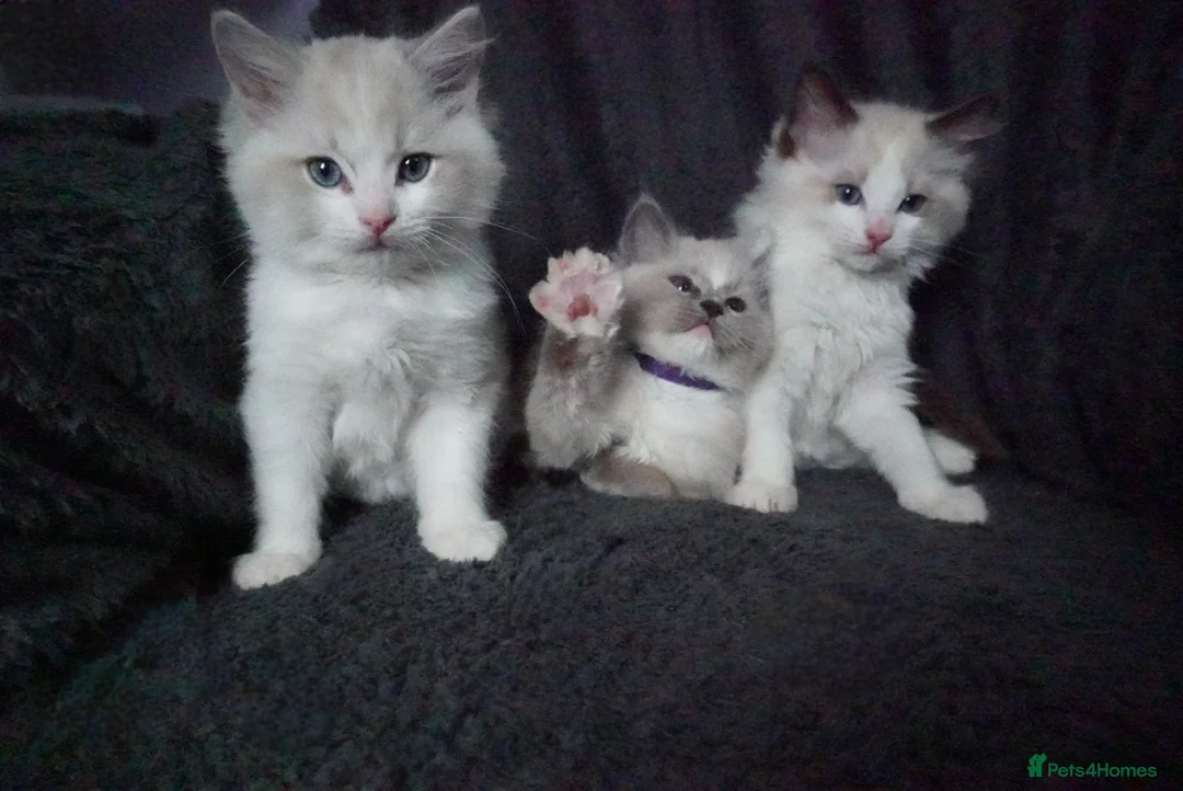 Ragdoll cats for sale: Six Ragdoll Kittens - Advert 7