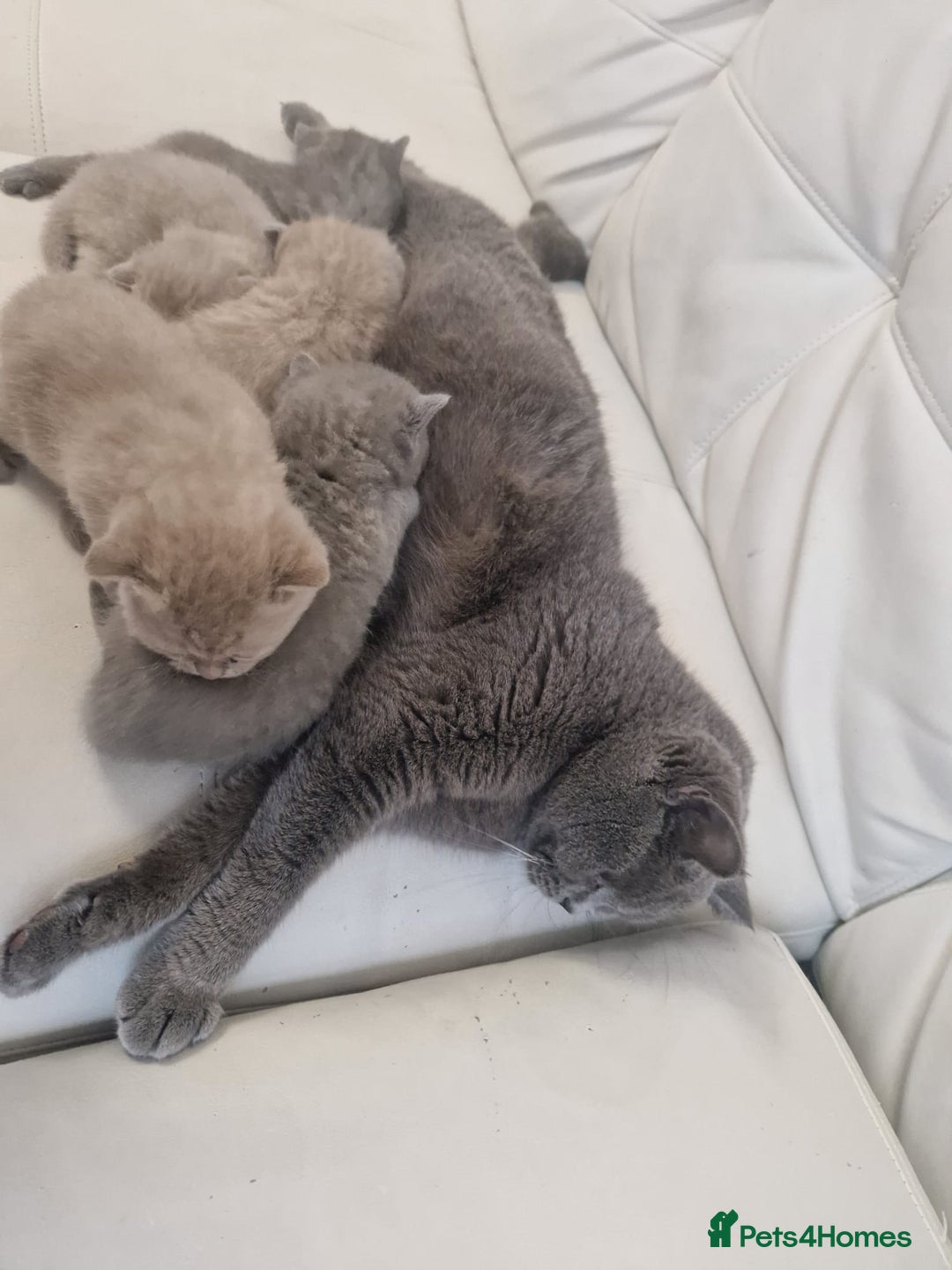 British Shorthair cats for sale: British Shorthair Kittens Blue and Lilac. - Advert 23