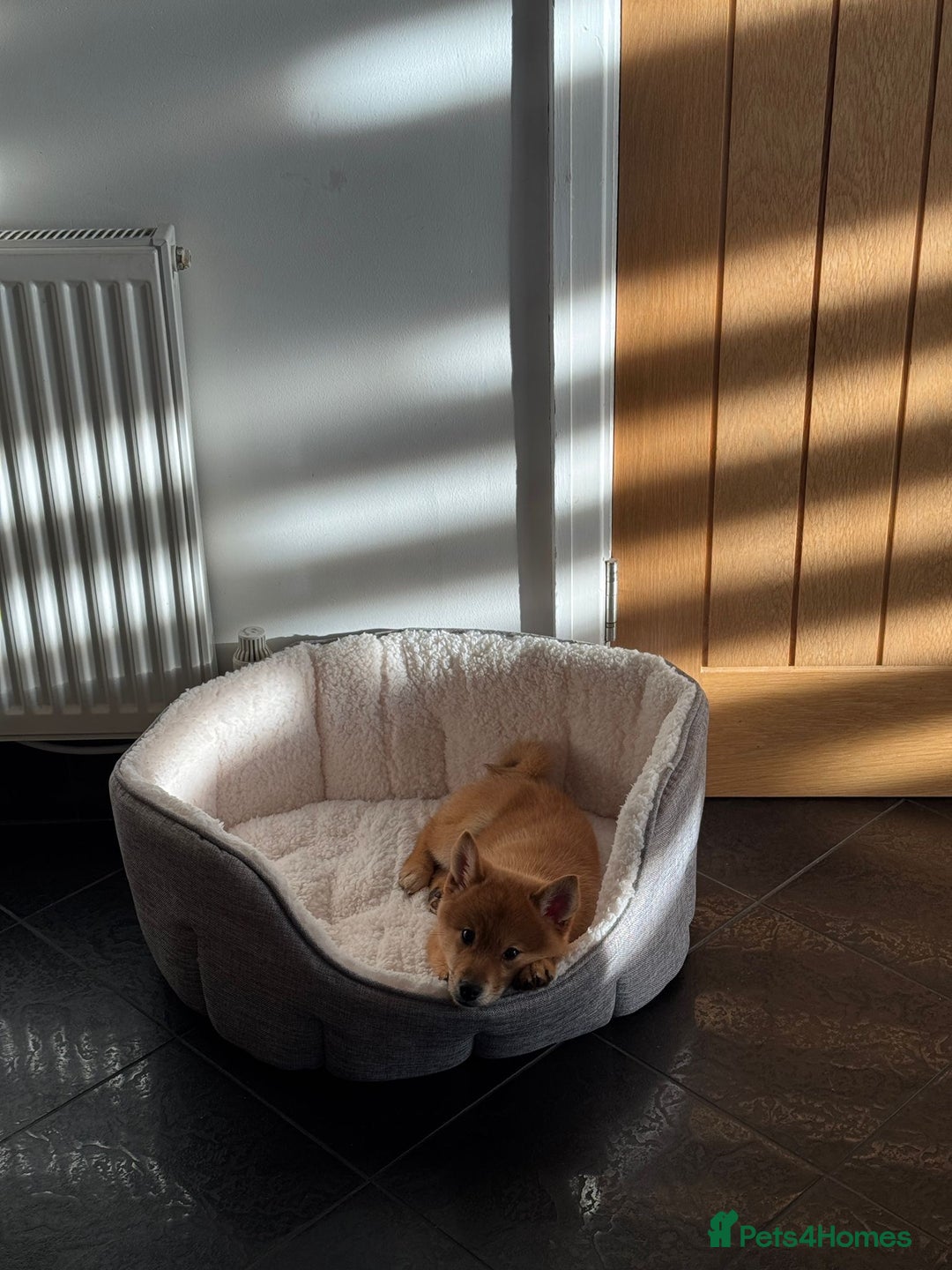 Mixed Breed dogs for sale: Beautiful 7 month old Pomshi hybrid  - Image 22