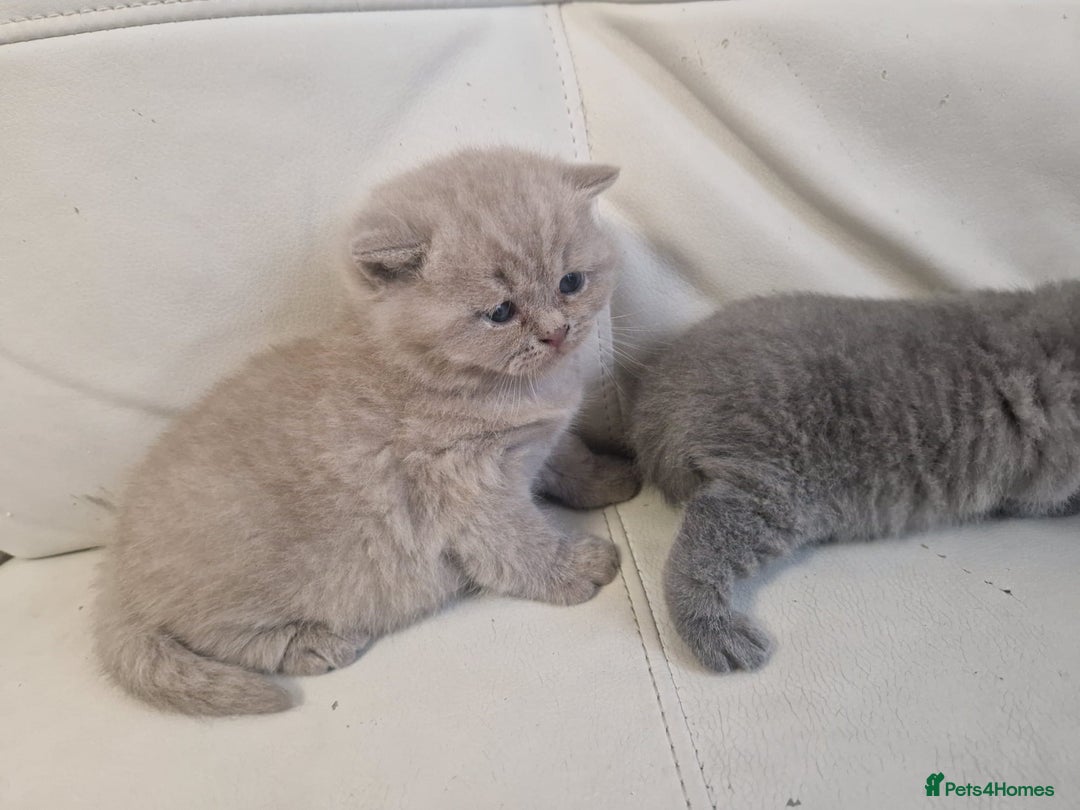 British Shorthair cats for sale: British Shorthair Kittens Blue and Lilac. - Advert 6