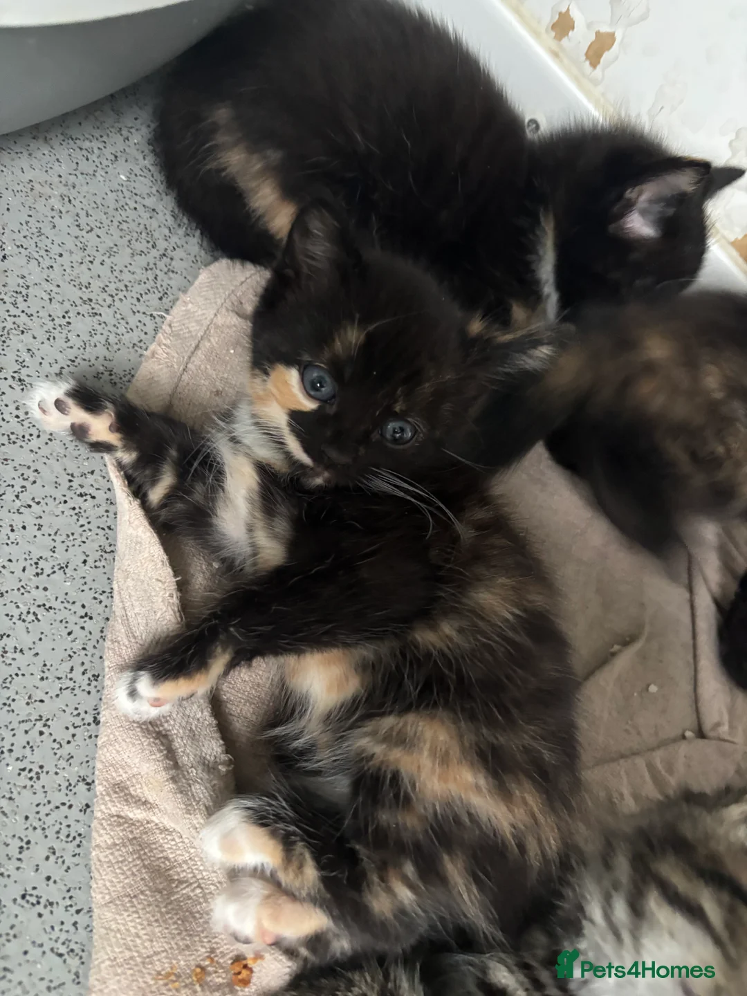 Mixed Breed cats for sale: Beautiful calico and tortoise shell kittens - Advert 10