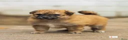 Mixed Breed dogs for sale: Italian Volpino puppies 🦊 - Advert 11