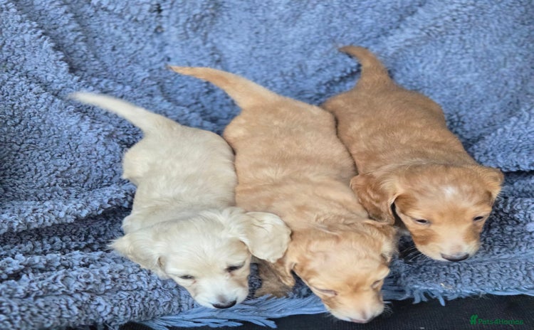 Miniature Dachshund dogs - Advert 12