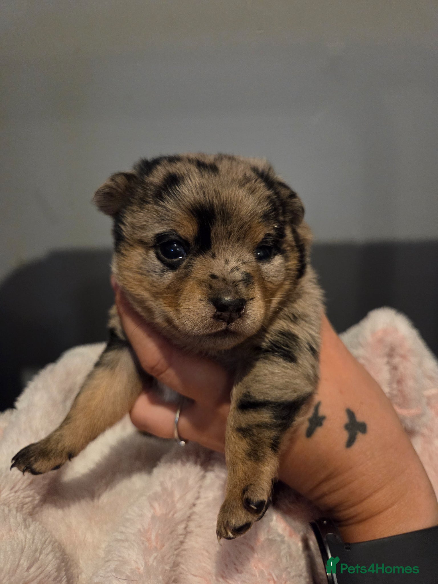 Mixed Breed dogs 4 Beautiful Pomchi x Ready to Reserve - Advert 1